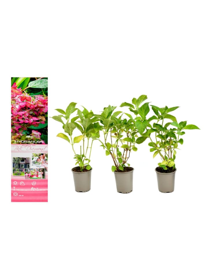 OH2 3er-Set pan. 'Pink Diamond Hortensien in Rosa günstig kaufen onesize