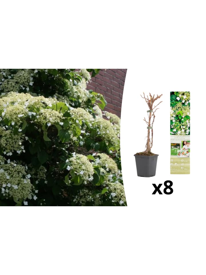 OH2 8er-Set: Kletterhortensie in weiß günstig kaufen onesize