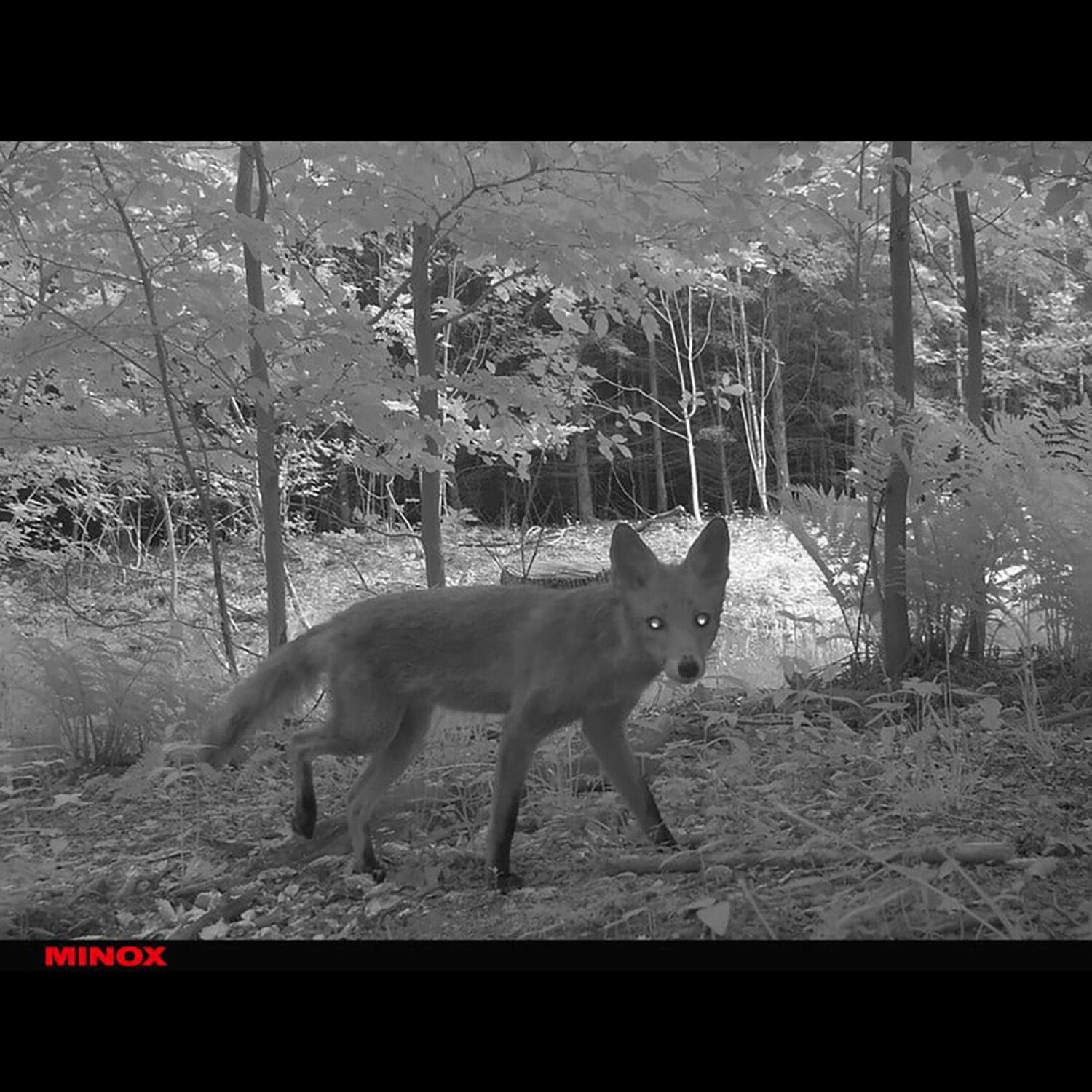 Minox Wildkamera DTC 1200 Wildkamera