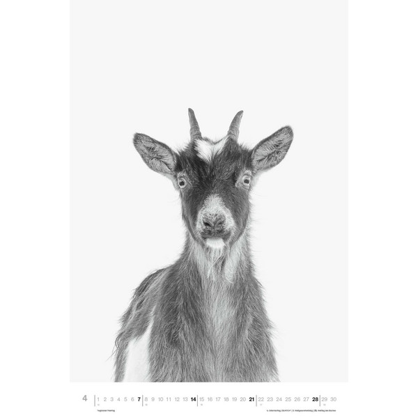 ANIMALS 2024 - FOTO-KALENDER - POSTER-KALENDER - Kalender