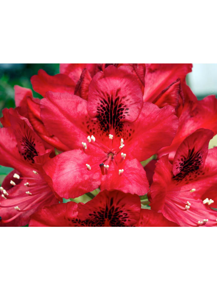 OH2 3er-Set: Rhododendron Nova Zembla in Rot günstig kaufen onesize