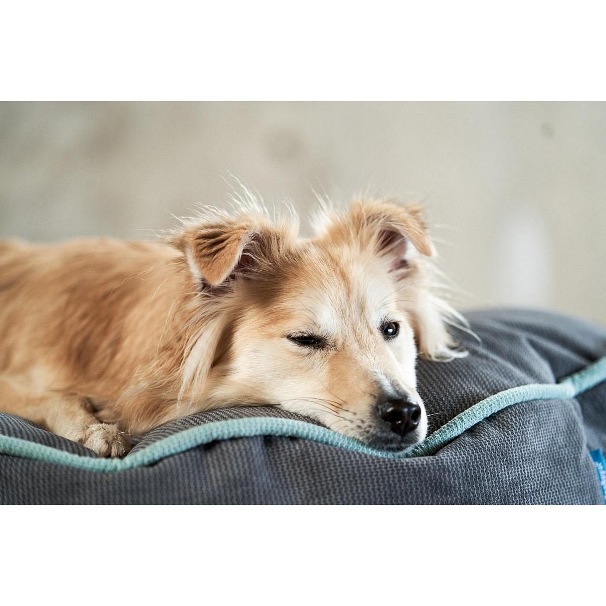 ZooRoyal Hundekissen Elias Anthrazit günstig kaufen