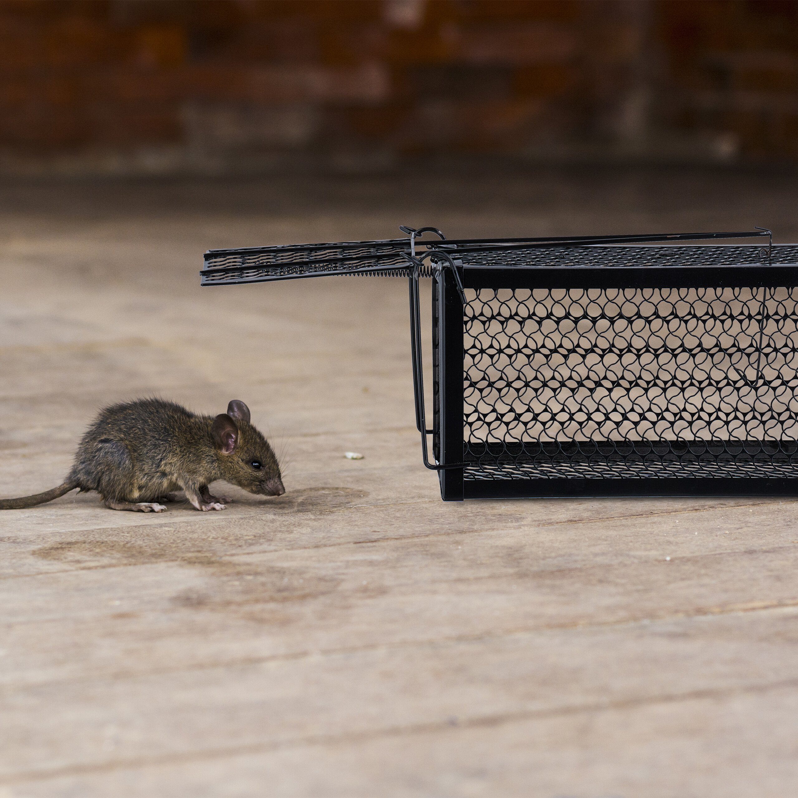relaxdays Lebendfalle Lebendfalle Mäuse und Ratten 2er Set