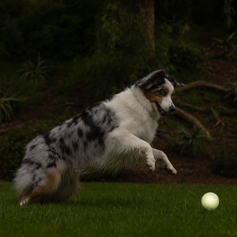 Chuckit! Max Glow Ball zu TOP-Preisen