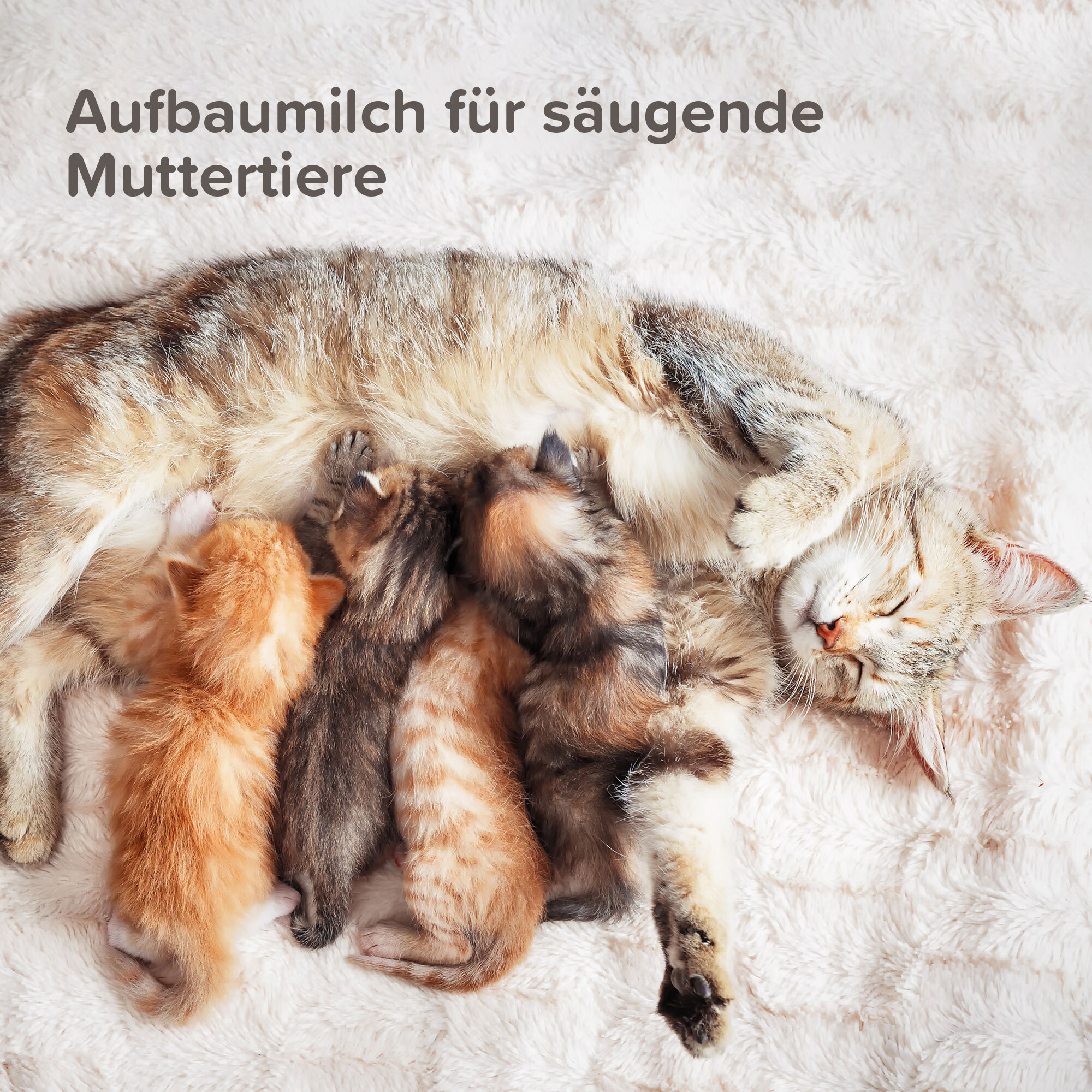 Beaphar Ergänzungsfutter & Aufzucht Beaphar Lactol Aufzucht-Milch 500 g