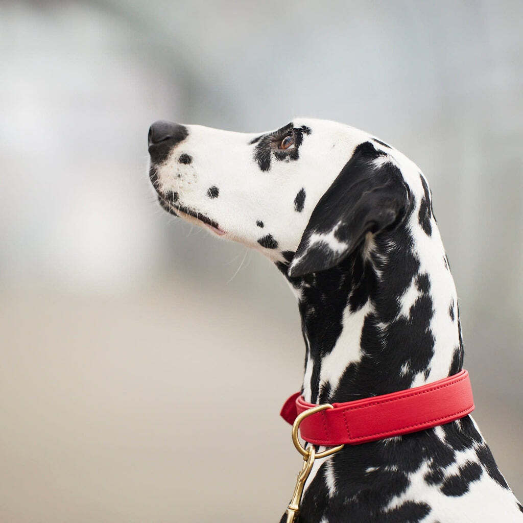 William Walker Hundehalsbänder William Walker Hundehalsband Plain Chili XXS