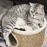 PawHut Katzenkratzbaum Kratztonne für katzen Katzenbaum Kletterbaum Sisal