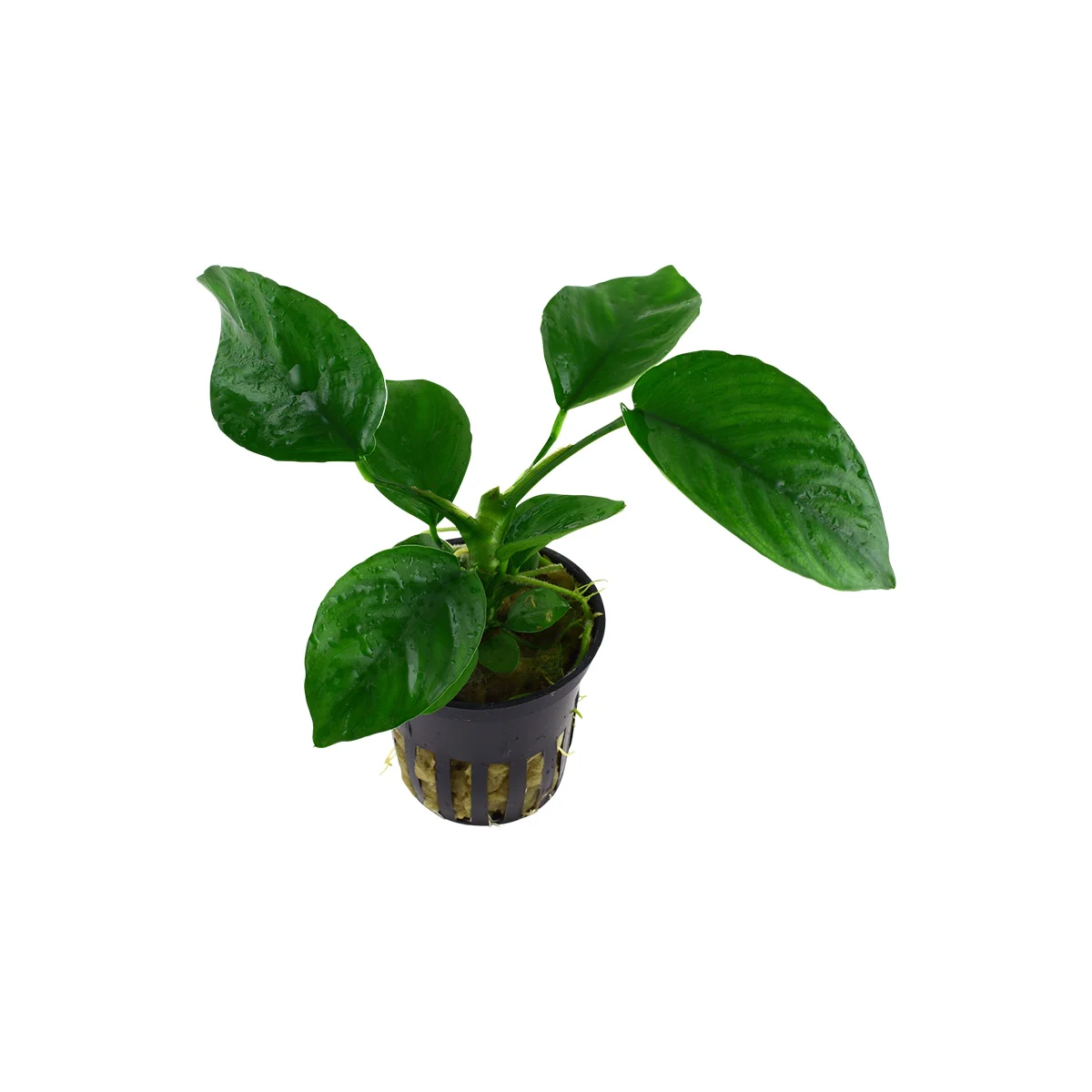 Tropica Aquariumpflanze Anubias barteri caladiifolia