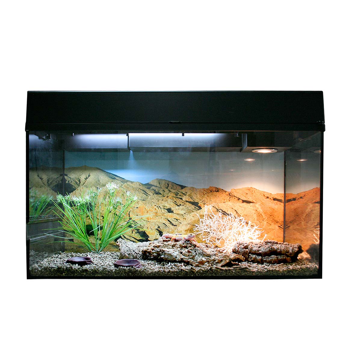 Lucky Reptile Terrarium Starter Kit 80 cm 