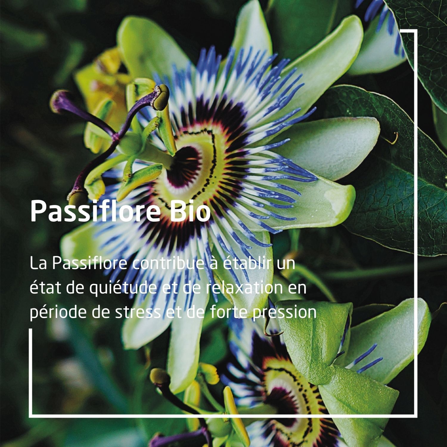 Weleda EPB® Passiflore Bio Relaxation - Complément Alimentaire Naturel - 60 ml