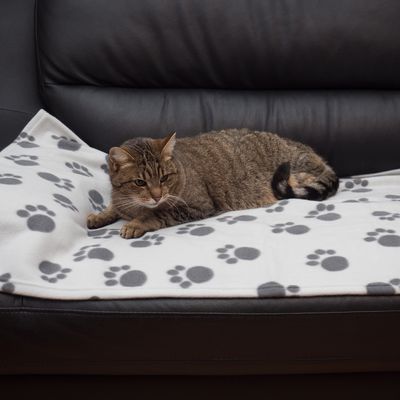 Fleecedecke Pawty