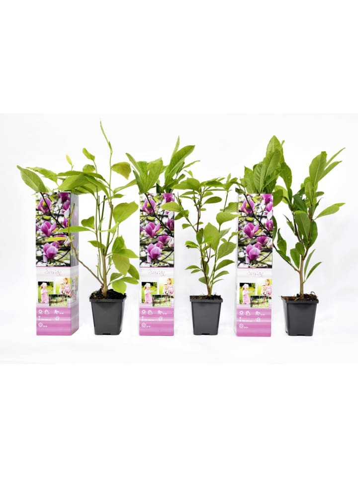 OH2 3er-Set Magnolien Susan in Rosa günstig kaufen onesize