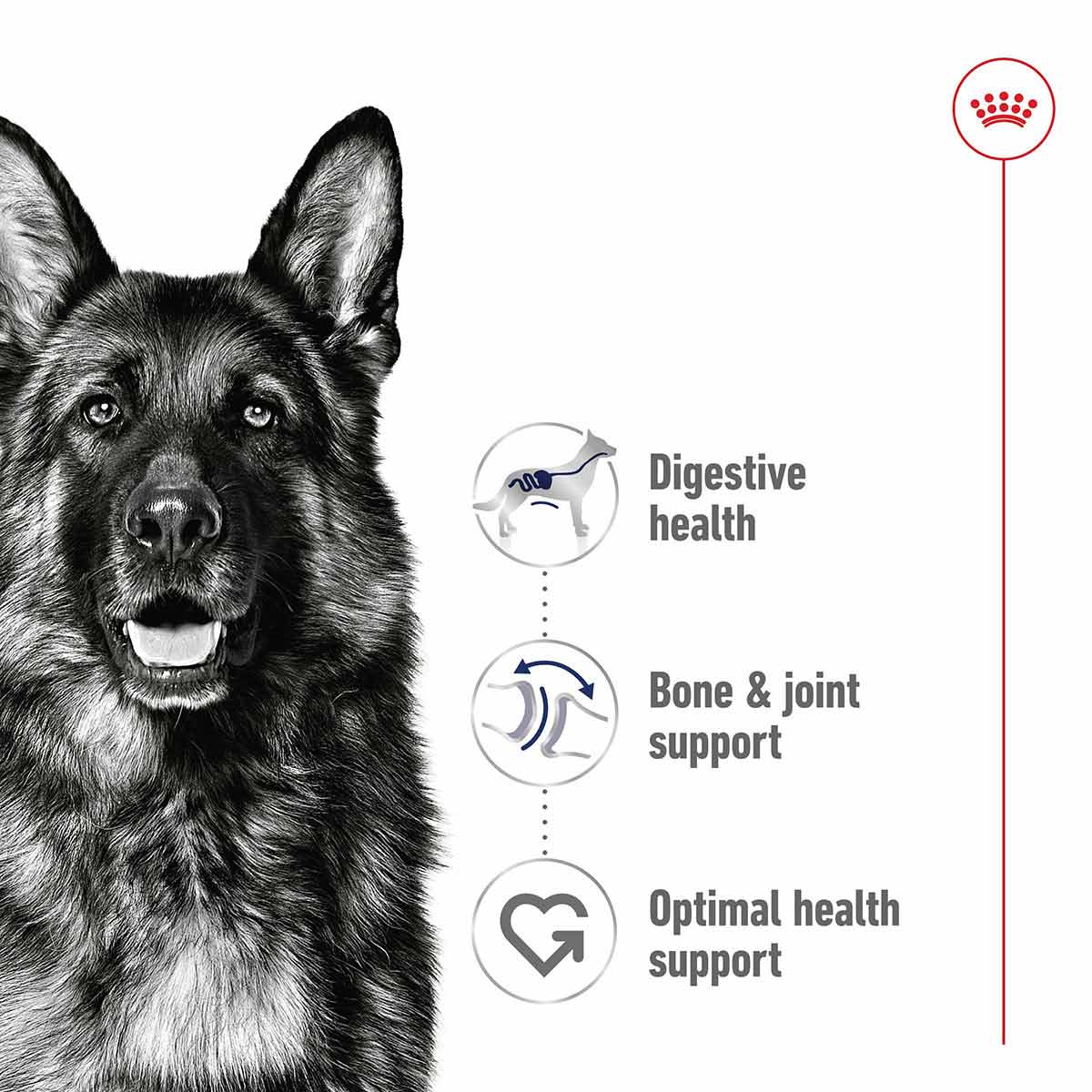 Royal Canin SHN Maxi Adult Loaf Can günstig kaufen bei ZooRoyal
