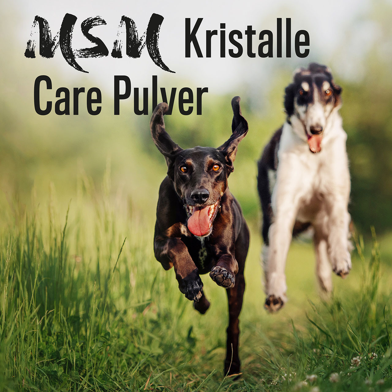 ALPHAZOO Ergänzungsfutter & Aufzucht ALPHAZOO MSM-Pulver für Hunde und Katzen 500 g