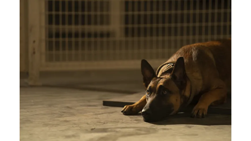 Dog - Das Glück hat vier Pfoten