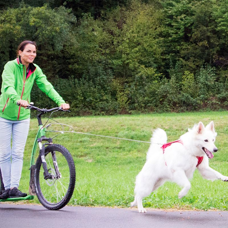 Curli ultrastarke Taschenleine zu TOP-Preisen