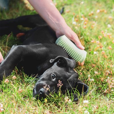 Pet Teezer Welpenbürste