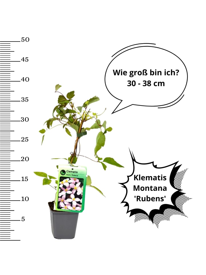 OH2 3er-Set Pflanzen Clematis Montana Rubens in Pink günstig kaufen onesize