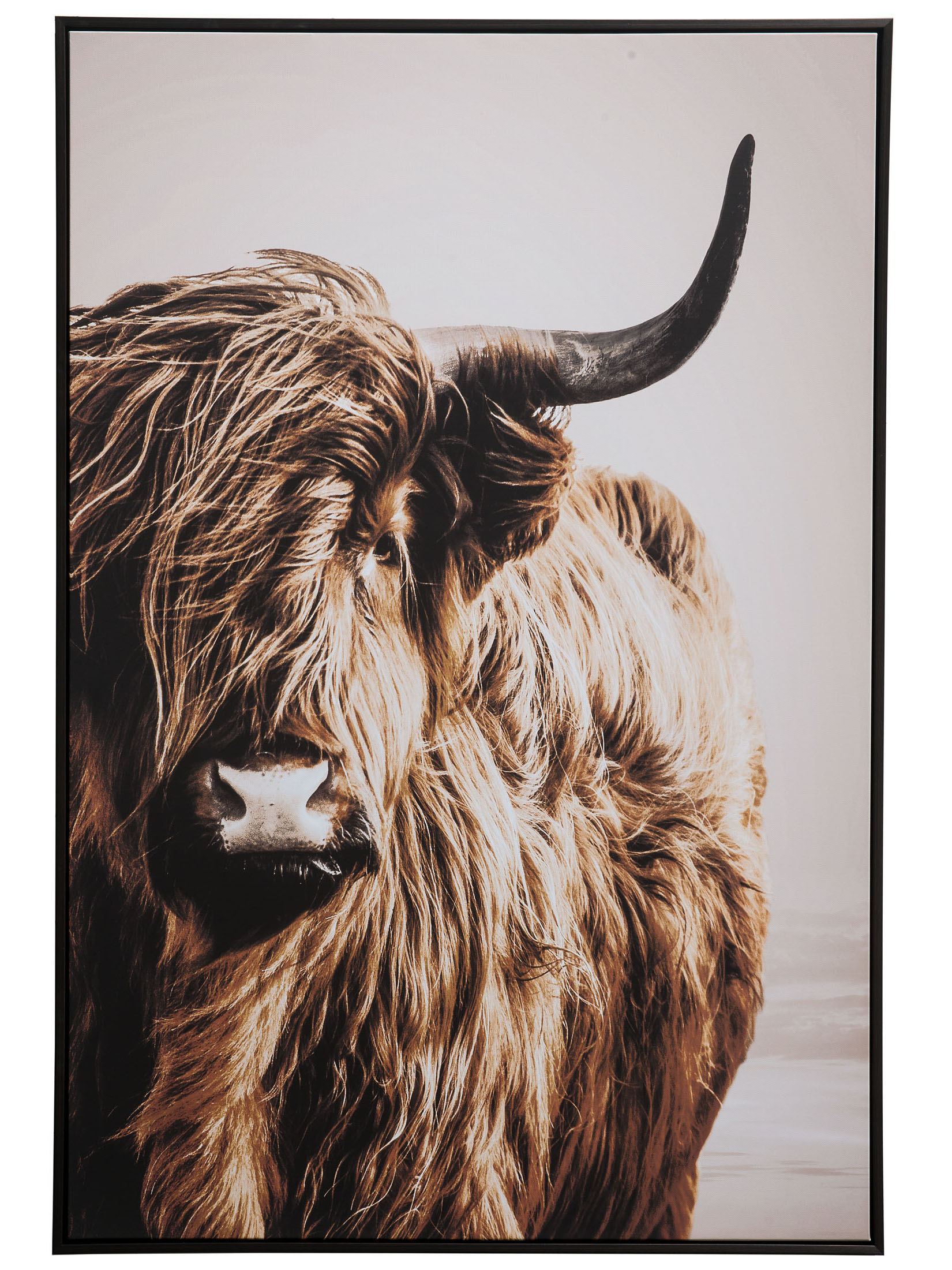 Highlandrind Leinwandbild, Braun