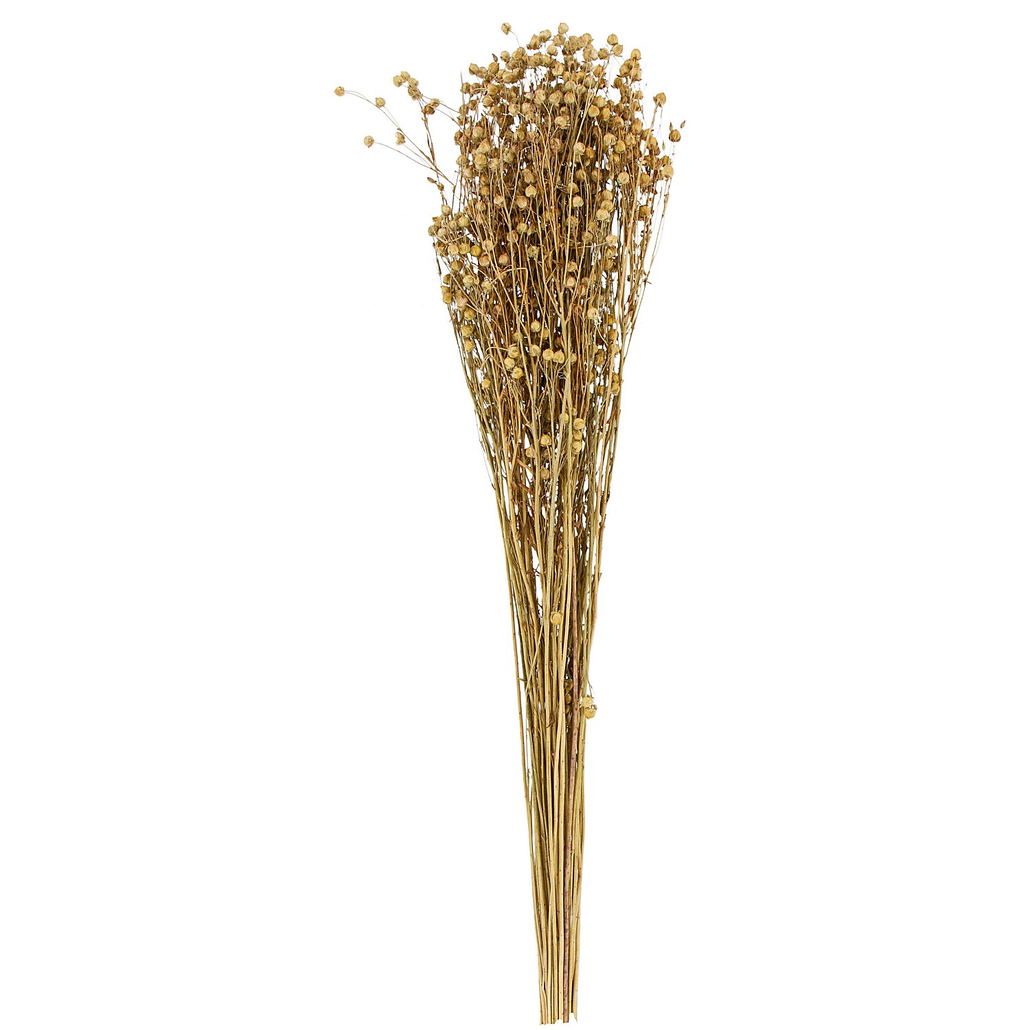 Trockenblumen Flachs, natur