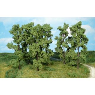 Erlen 18 cm (6 Stk.)
