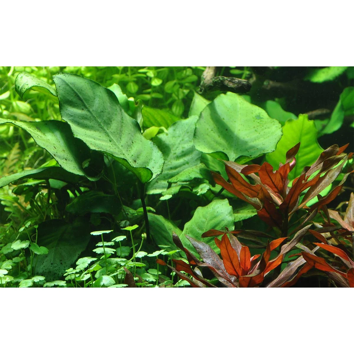 Tropica Aquariumpflanze Anubias barteri caladiifolia