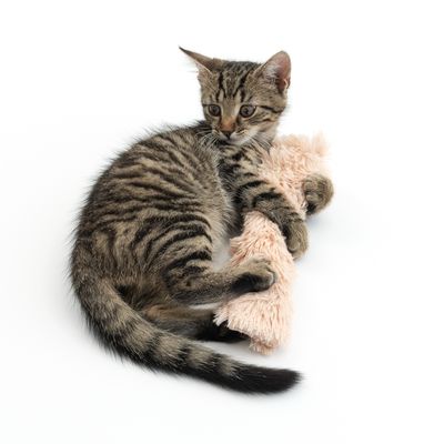 Modern Living Katzenspielkissen Berna mit Katzenminze
