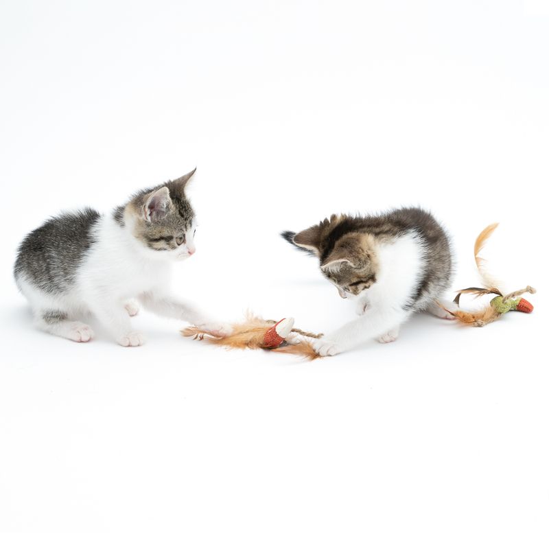 TIAKI Katzenspielzeug-Set Tukane mit Katzenminze