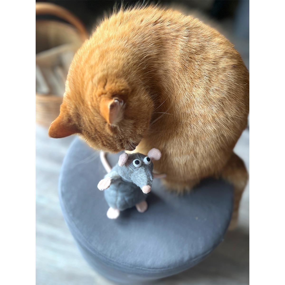 Aumüller Katzenspielkissen Ratte Cedric kaufen