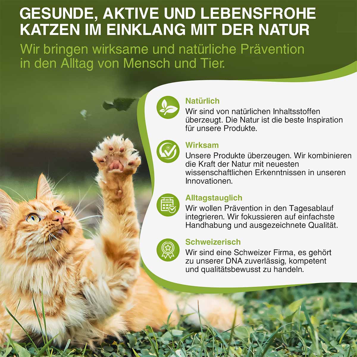 bogaprotect Spot-On Katze günstig kaufen