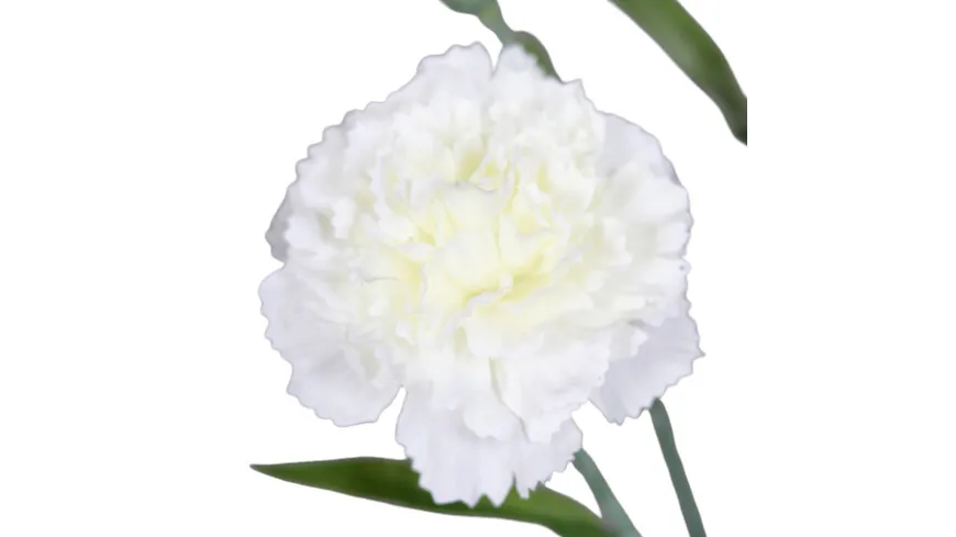 Nelkenbund creme