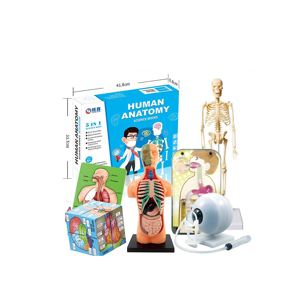 Modellspielzeug zum Lernen für Kinder Modell eines kleinen menschlichen Skeletts simuliert ein Lernspielzeug für Kinder