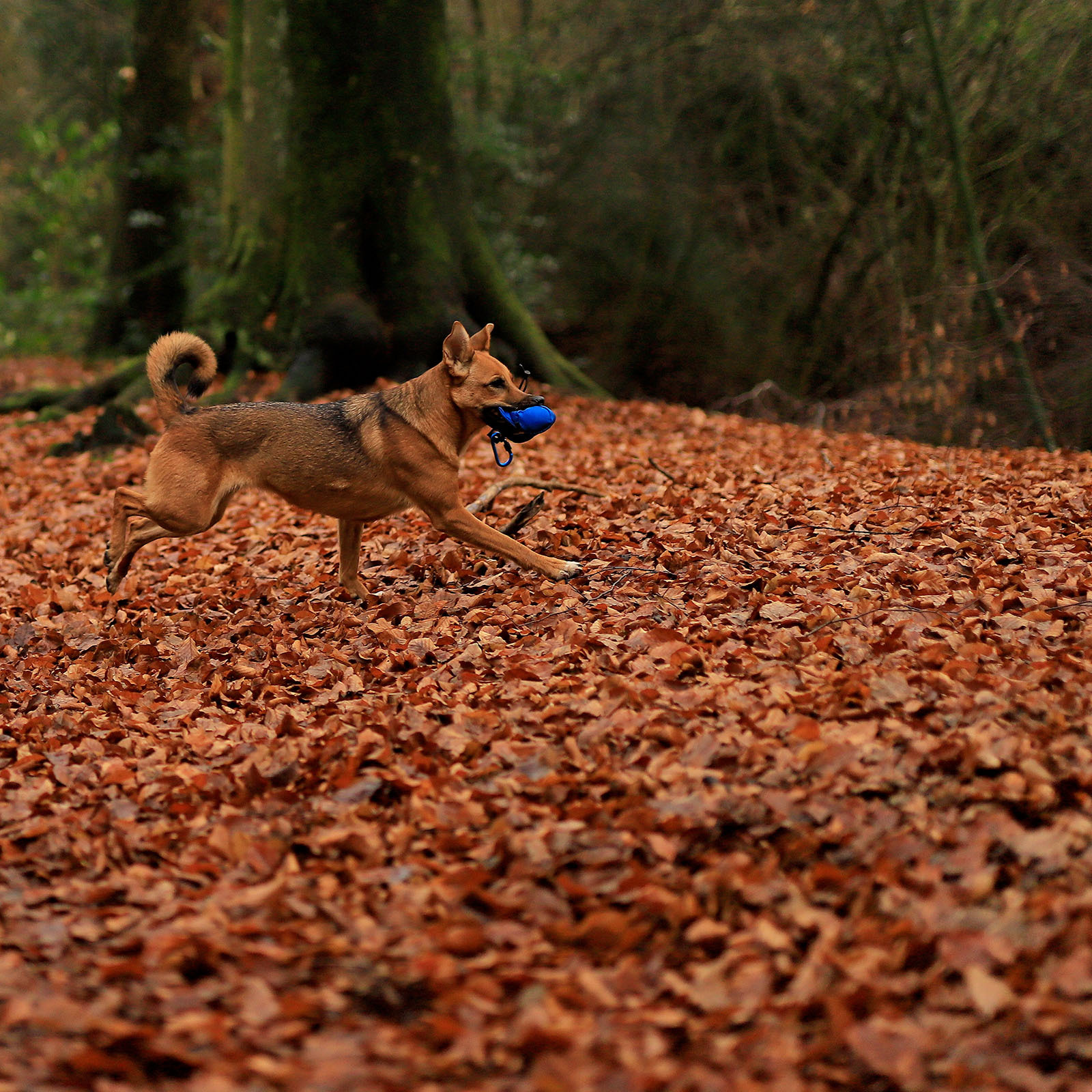 Lionto Snackbeutel Lionto Futterbeutel für Hunde, Trainingsdummy blau
