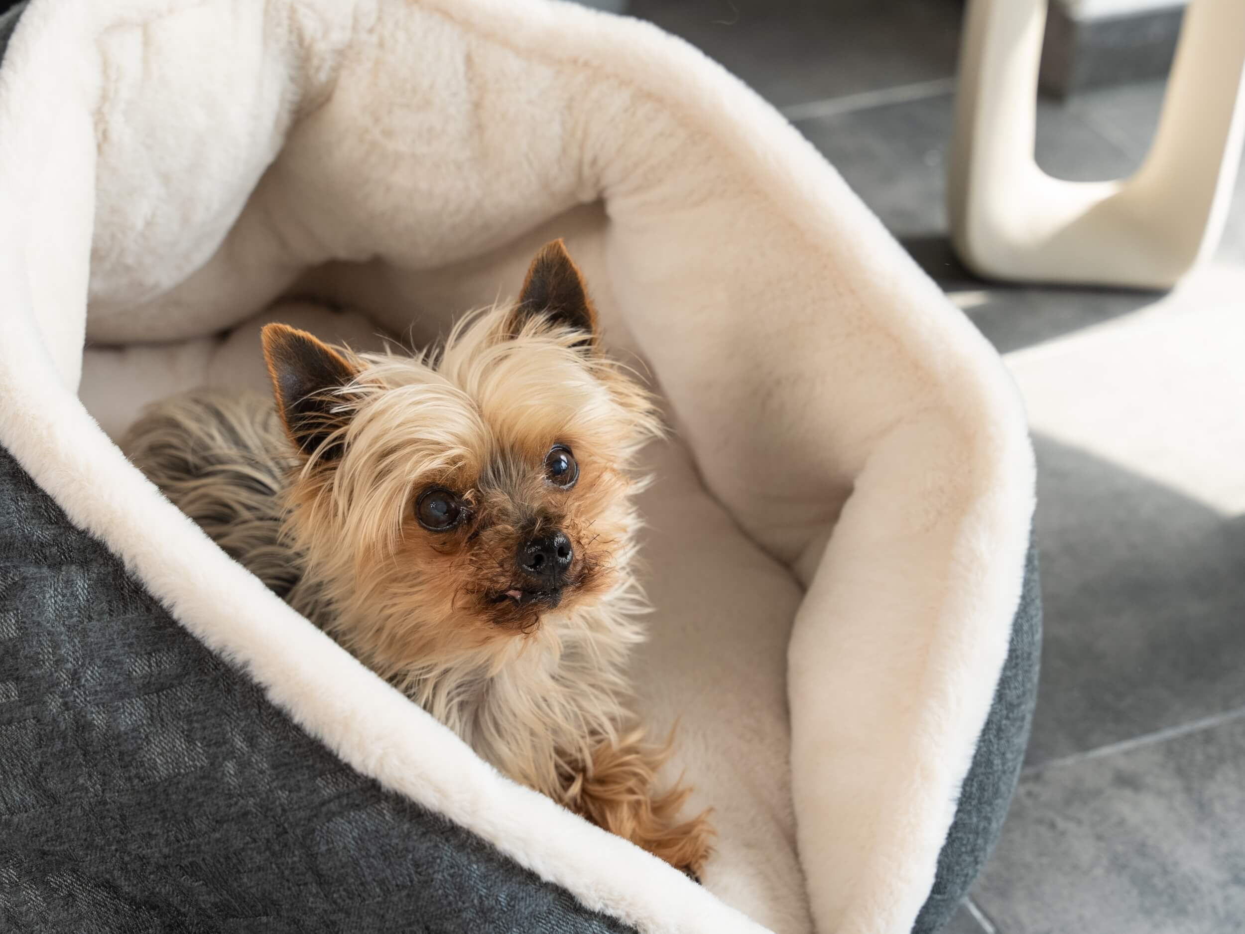 TrendPet Hundebetten TrendPet LunaNest Kuschelhöhle beige S