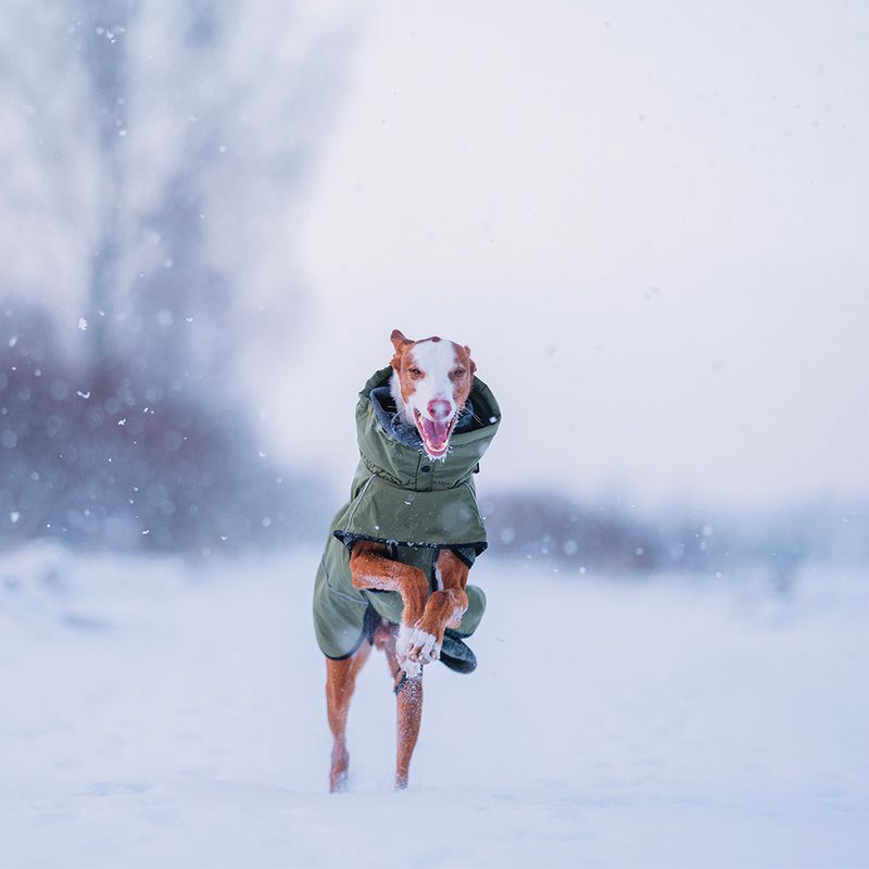 Rukka Warmup Hundemantel, oliv zu TOP-Preisen
