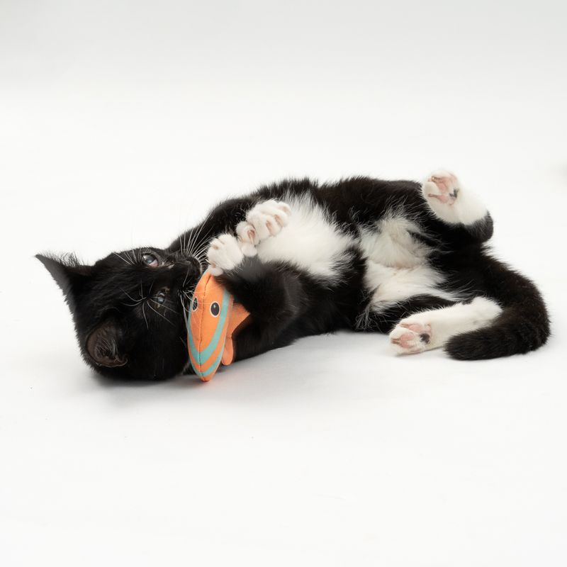 TIAKI Katzenspielzeug Fische mit Katzenminze
