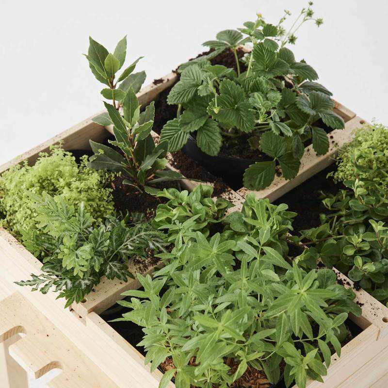 Carré potager en bois Oxybul