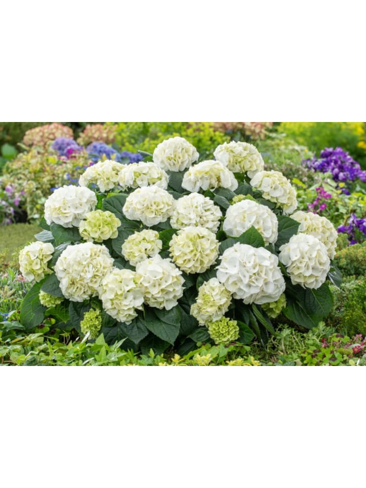 OH2 4-er: Set Hortensie (Hydrangea macrophylla) in Bunt günstig kaufen onesize
