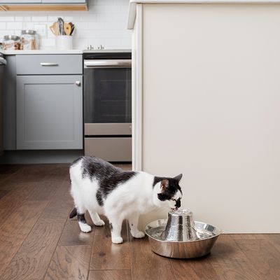 PetSafe® Edelstahl-Trinkbrunnen Küstenrauschen