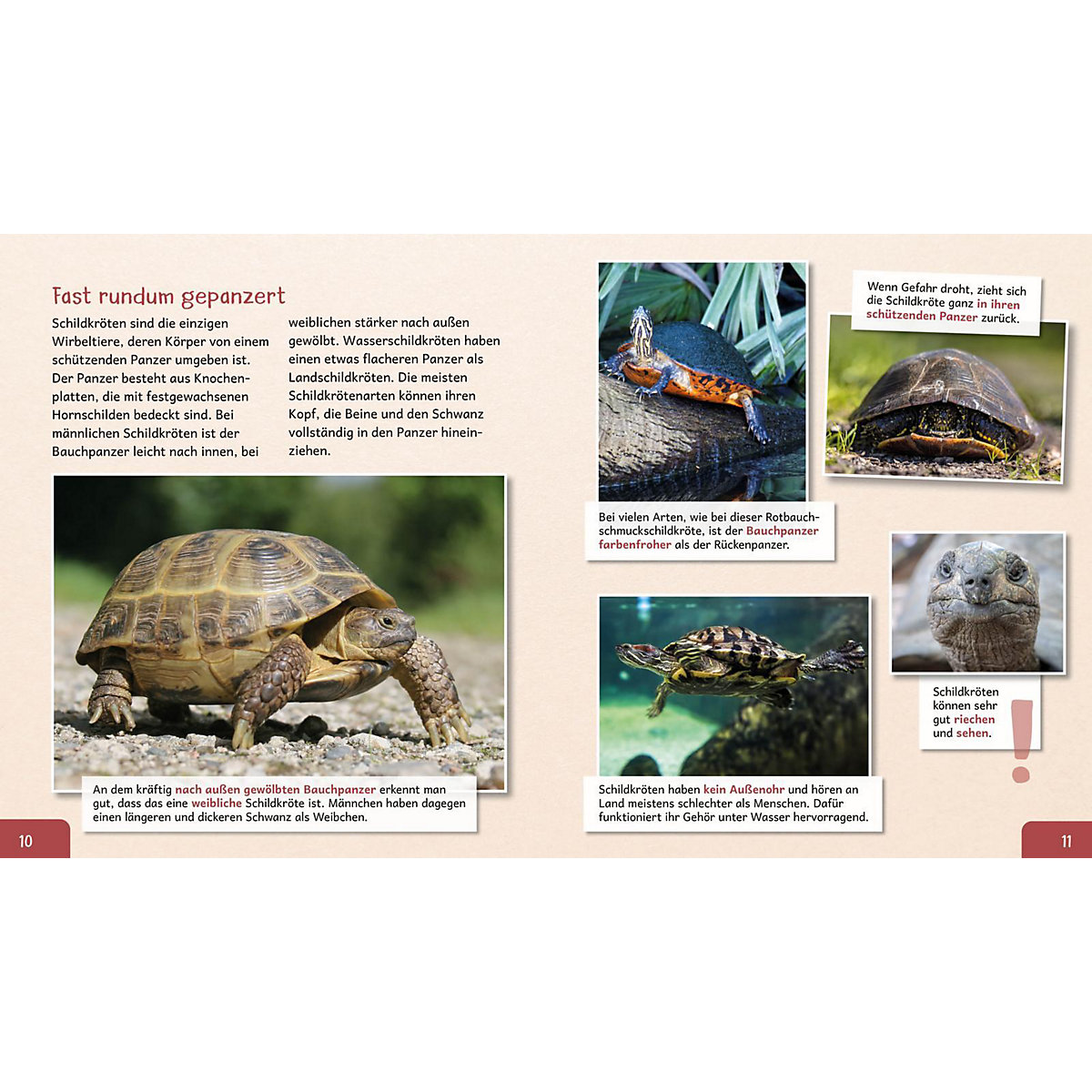 Meine große Tierbibliothek: Die Schildkröte