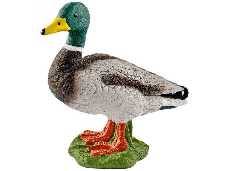 Canard