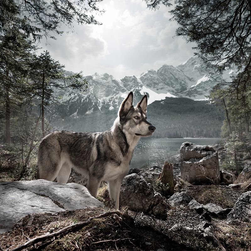 Wolf of Wilderness Rutschfester Edelstahlnapf für Hunde zu TOP-Preisen