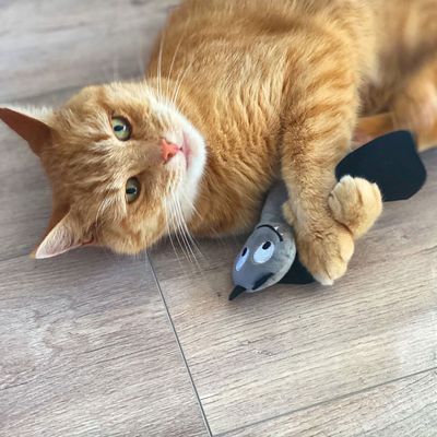Aumüller Fledermaus Frido Baldrian-Katzenspielkissen