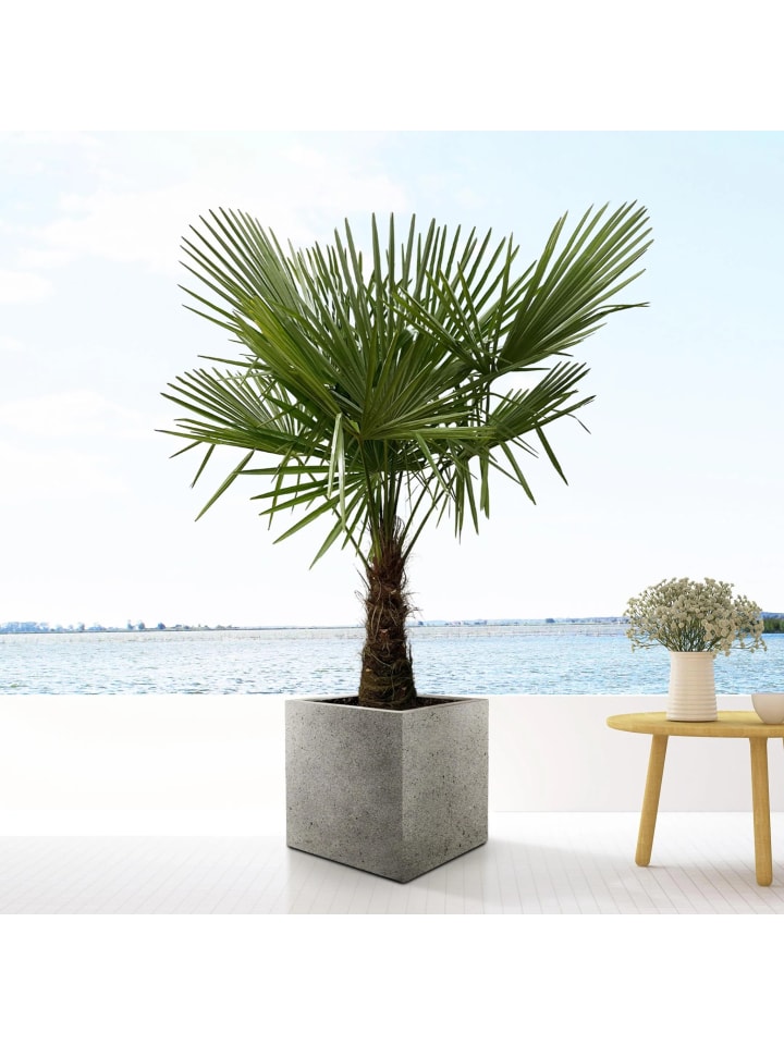 OH2 2er-Set: Trachycarpus fortunei Mittel in Grün günstig kaufen onesize