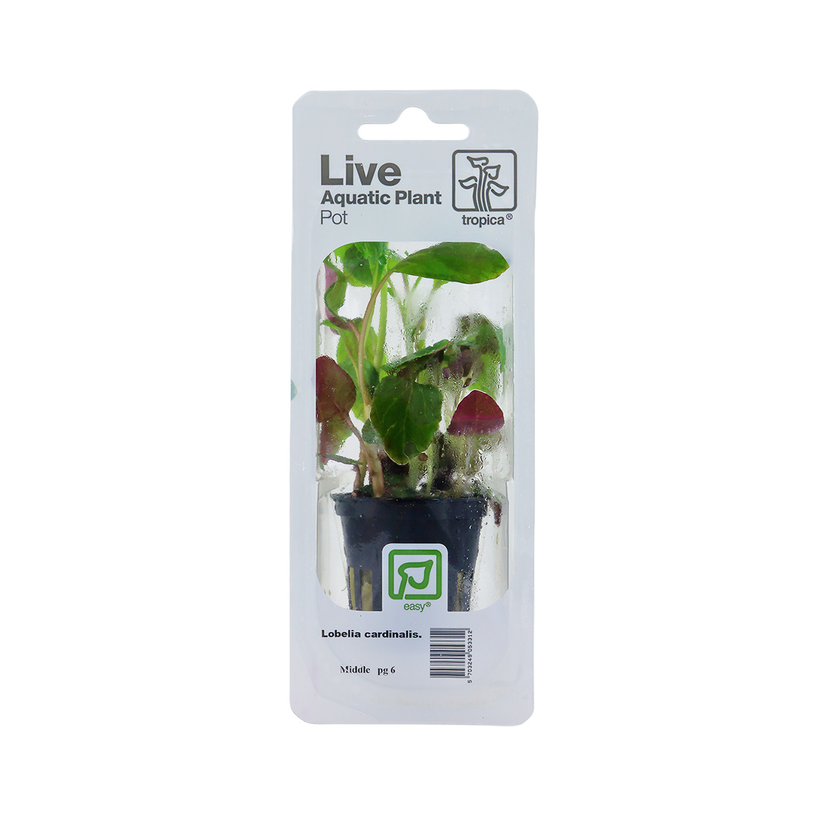 Tropica Aquariumpflanze Lobelia cardinalis kaufen