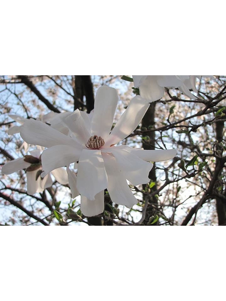 OH2 6-er: Set Magnolien Stellata in Weiss günstig kaufen onesize