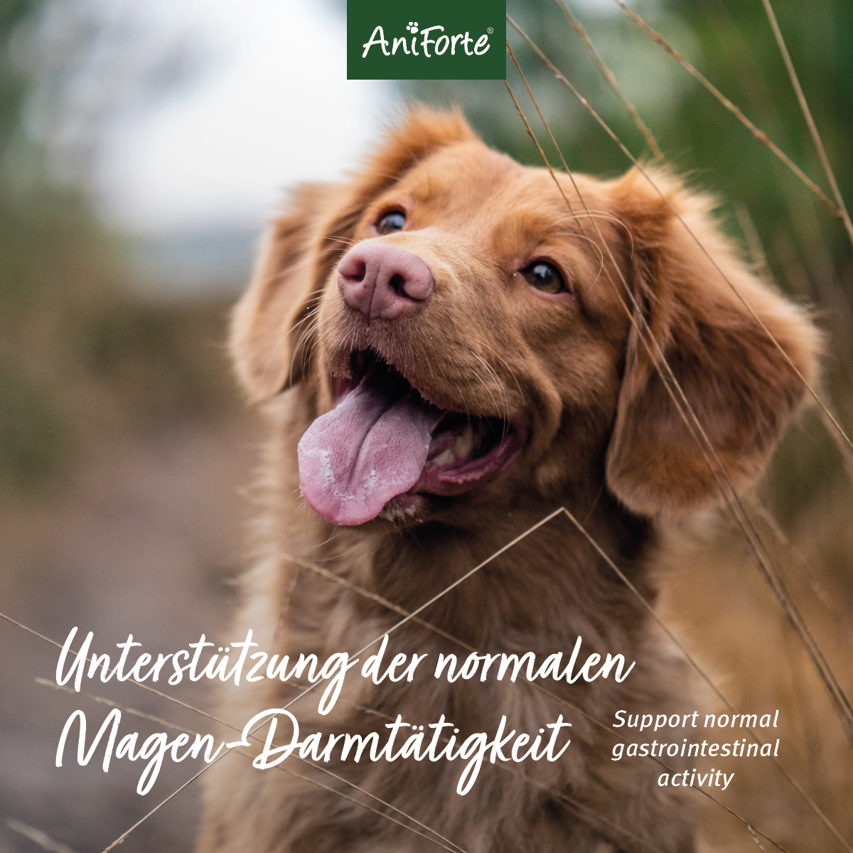 Aniforte Ergänzungsfutter & Aufzucht Aniforte Flohsamenschalen 1kg