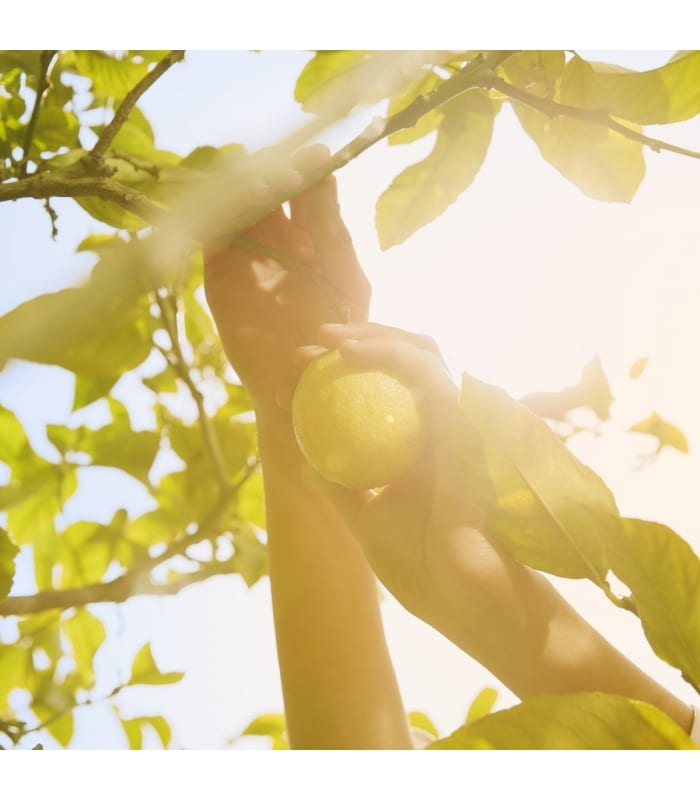 MAISON MARGIELA-REPLICA UNDER THE LEMON TREES-Eau de Toilette pétillante