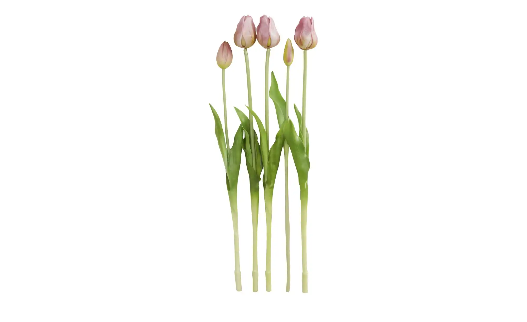 Französischer Tulpenbund