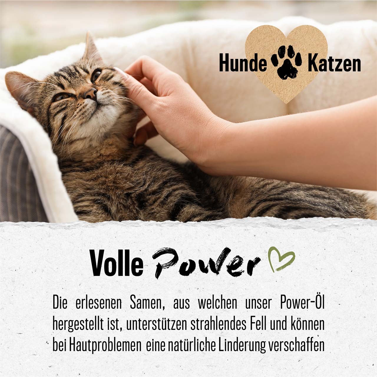 ALPHAZOO Ergänzungsfutter & Aufzucht ALPHAZOO Premium Nachtkerzenöl für Hunde und Katzen 500 ml